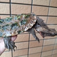 マタマタ（アマゾン）甲長約11cm