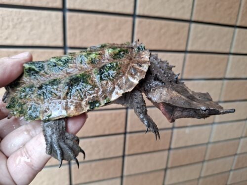 マタマタ（アマゾン）甲長約11cm - 画像 (2)