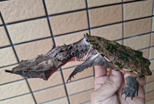マタマタ（アマゾン）甲長約11cm - 画像 (5)