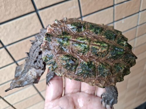マタマタ（アマゾン）甲長約11cm