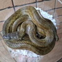 アオダイショウ（パターンレス）滋賀県産WC オス