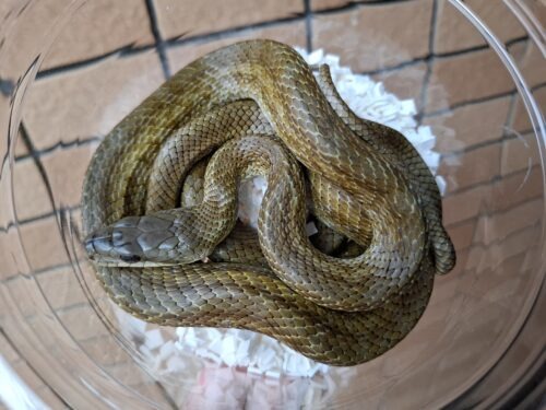 アオダイショウ（パターンレス）滋賀県産WC オス