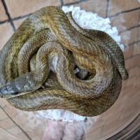 アオダイショウ（パターンレス）滋賀県産WC オス