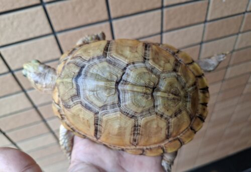 ユカタンハコガメ（甲長約13cm）２４CB - 画像 (4)