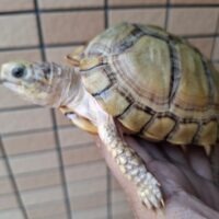 ユカタンハコガメ（甲長約13cm）２４CB