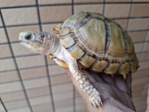 ユカタンハコガメ（甲長約13cm）２４CB - 画像 (2)