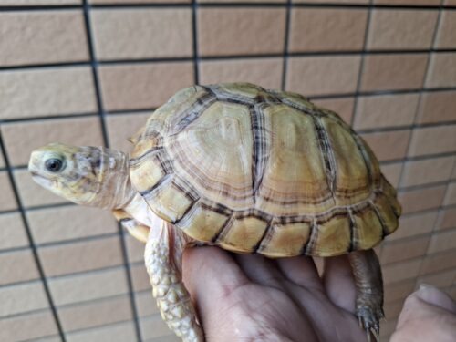ユカタンハコガメ（甲長約13cm）２４CB - 画像 (5)