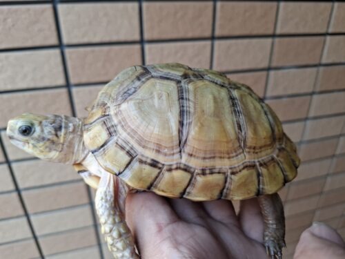ユカタンハコガメ（甲長約13cm）２４CB - 画像 (8)