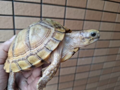 ユカタンハコガメ（甲長約13cm）２４CB - 画像 (9)