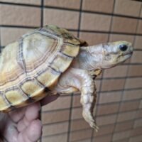 ユカタンハコガメ（甲長約13cm）２４CB