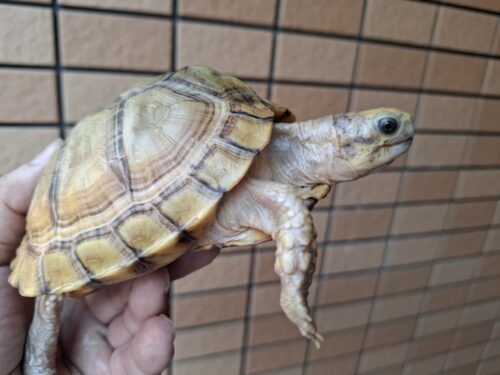 ユカタンハコガメ（甲長約13cm）２４CB
