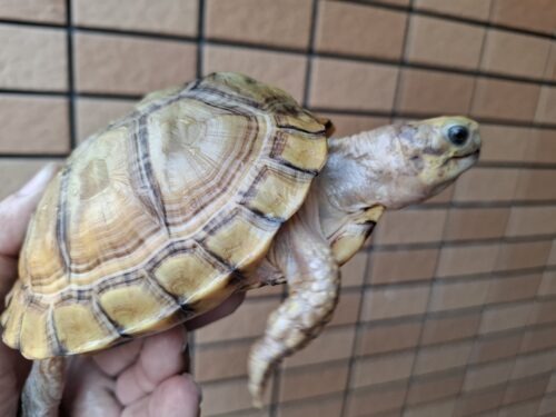 ユカタンハコガメ（甲長約13cm）２４CB - 画像 (7)