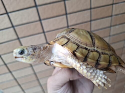 ユカタンハコガメ（甲長約13cm）２４CB - 画像 (10)