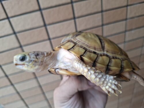 ユカタンハコガメ（甲長約13cm）２４CB - 画像 (3)
