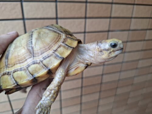 ユカタンハコガメ（甲長約13cm）２４CB - 画像 (6)