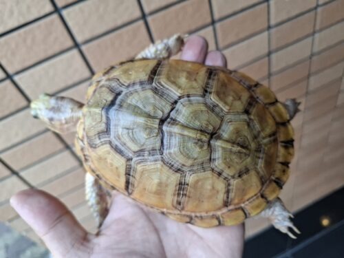 ユカタンハコガメ（甲長約13cm）２４CB - 画像 (11)