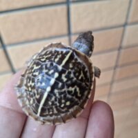 キタニシキハコガメ（25CB）TSDメス 個体A