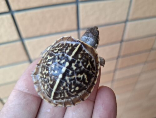 キタニシキハコガメ（25CB）TSDメス 個体A