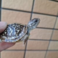 キタニシキハコガメ（25CB）TSDメス 個体A