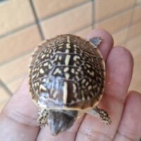 キタニシキハコガメ（25CB）TSDメス 個体B