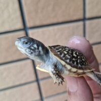 キタニシキハコガメ（25CB）TSDメス 個体B