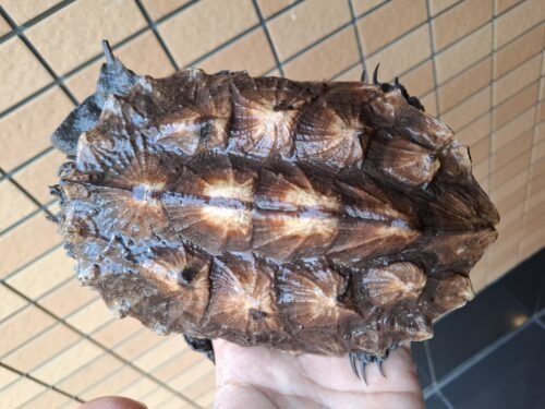 マタマタ　（アマゾン）甲長約17,5cm - 画像 (3)