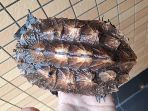 マタマタ　（アマゾン）甲長約17,5cm - 画像 (5)