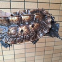 マタマタ　（アマゾン）甲長約17,5cm