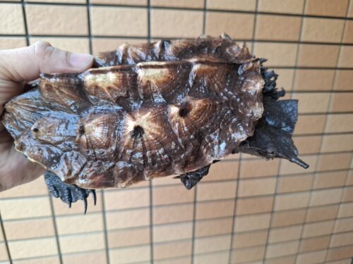 マタマタ　（アマゾン）甲長約17,5cm - 画像 (2)