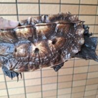 マタマタ　（アマゾン）甲長約17,5cm
