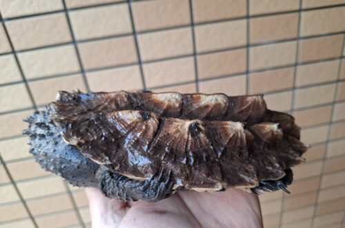 マタマタ　（アマゾン）甲長約17,5cm - 画像 (4)