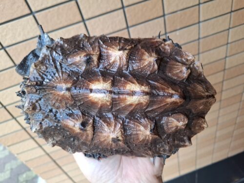 マタマタ　（アマゾン）甲長約17,5cm - 画像 (9)