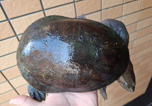 ジーベンロックナガクビガメ（甲長約21cm）メス - 画像 (7)