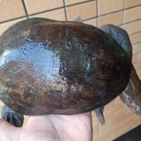 ジーベンロックナガクビガメ（甲長約21cm）メス