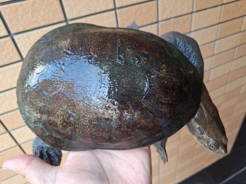 ジーベンロックナガクビガメ（甲長約21cm）メス - 画像 (2)