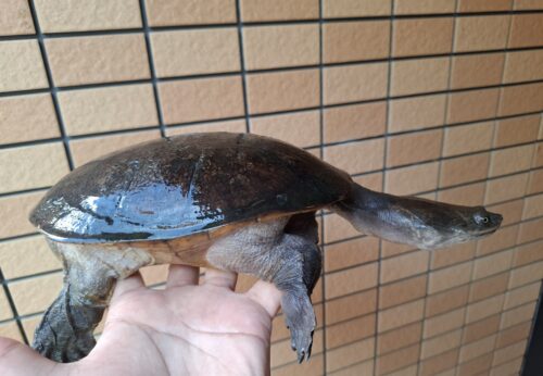 ジーベンロックナガクビガメ（甲長約21cm）メス - 画像 (3)