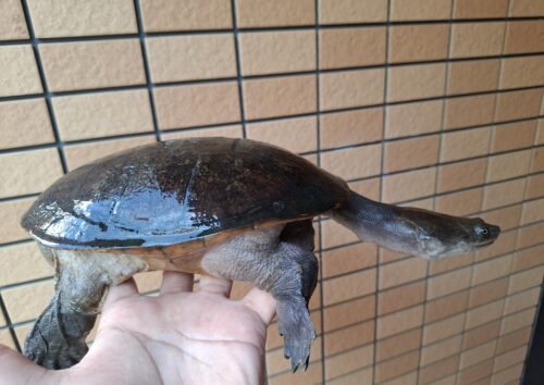 ジーベンロックナガクビガメ（甲長約21cm）メス - 画像 (6)