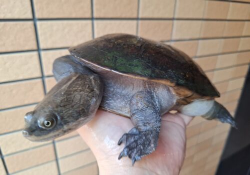 ジーベンロックナガクビガメ（甲長約21cm）メス - 画像 (4)