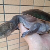 ジーベンロックナガクビガメ（甲長約21cm）メス