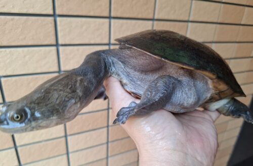 ジーベンロックナガクビガメ（甲長約21cm）メス