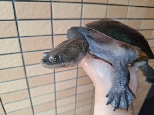 ジーベンロックナガクビガメ（甲長約21cm）メス - 画像 (5)