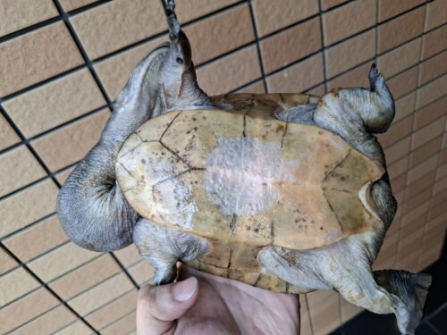 ジーベンロックナガクビガメ（甲長約21cm）メス - 画像 (8)