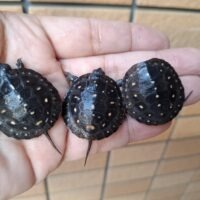 キボシイシガメ（25CB）