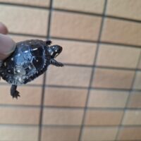 キボシイシガメ（25CB）