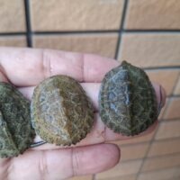 ニホンイシガメ（25CB）