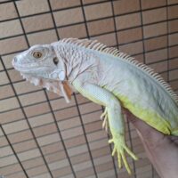 アルビノイグアナ（全長約80cm）