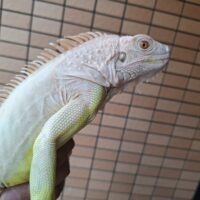アルビノイグアナ（全長約80cm）