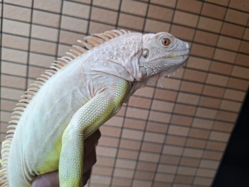 アルビノイグアナ（全長約80cm）