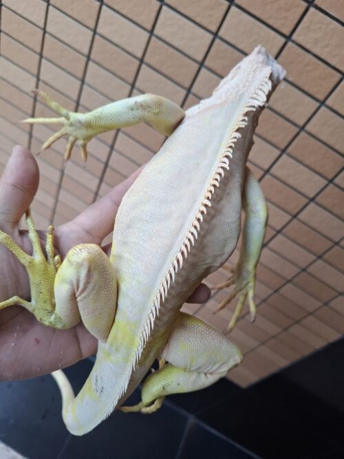 アルビノイグアナ（全長約80cm） - 画像 (6)