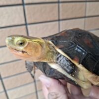 チュウゴクセマルハコガメ（甲長約15,5cm）メス 個体B
